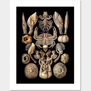 Ernst  Haeckel Cirripedia Crab Natural Posters and Art